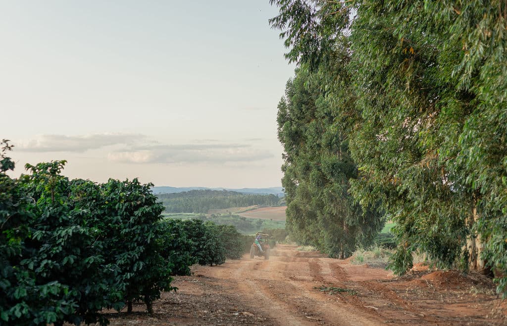Feldweg durch die Plantage am späten Nachmittag